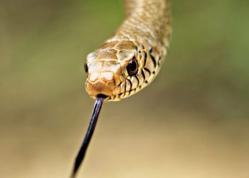 Shocking! 5-foot-long snake found inside jar in Angul