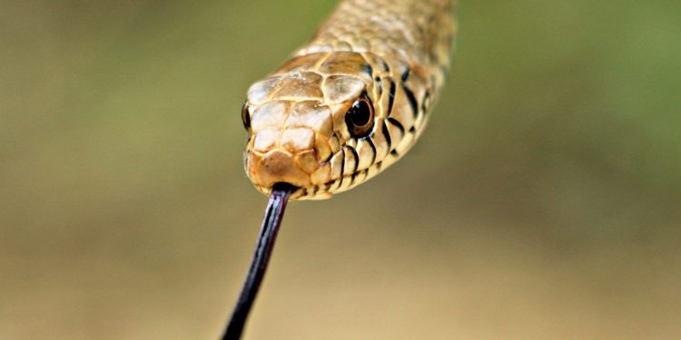 Shocking! 5-foot-long snake found inside jar in Angul