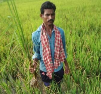 Stem borers damage paddy