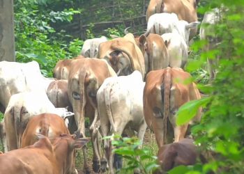 Strange! In these Odisha’s villages, cattle have ‘two eyes’ on their hind legs
