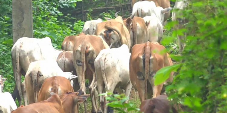 Strange! In these Odisha’s villages, cattle have ‘two eyes’ on their hind legs