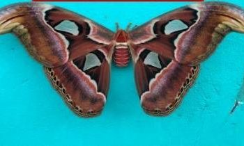 This butterfly’s wings resembles a snake-like pattern; Read on to know details