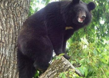 Wild bear spotted inside school campus in Nabarangpur
