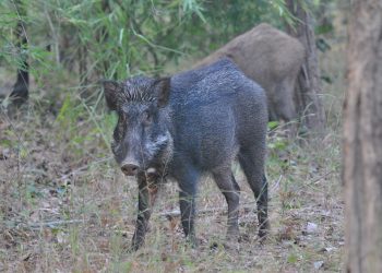 Wild boar