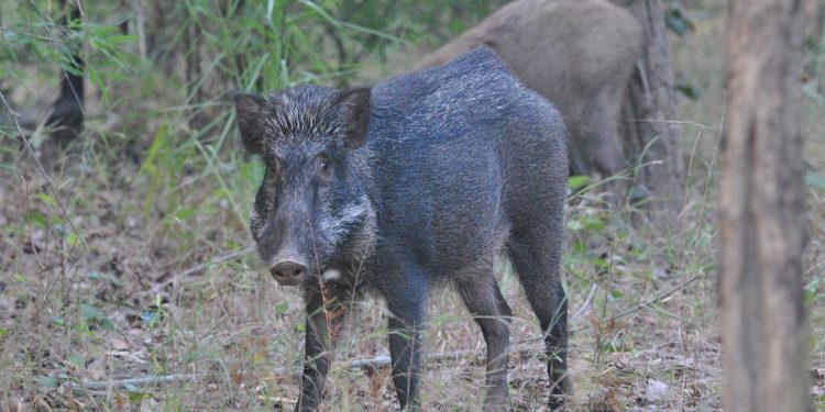 Wild boar