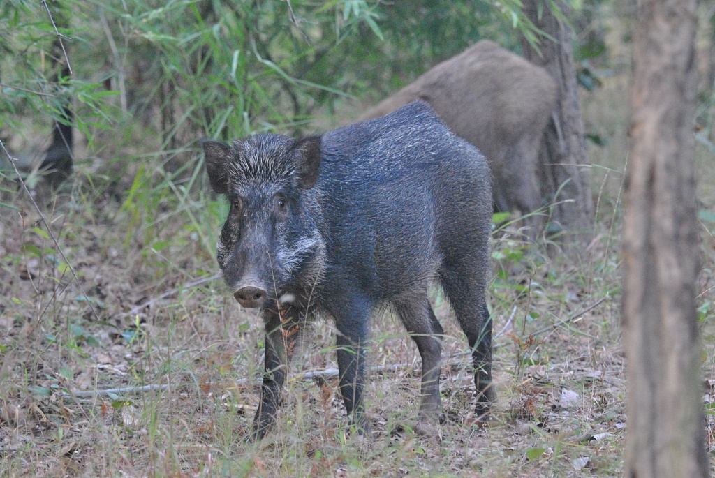 Wild boar