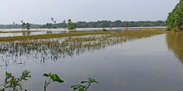 Will flood-hit Jajpur limp back to normalcy