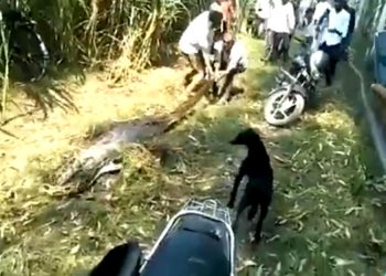 Python that swallowed deer, dies after being dragged by villagers