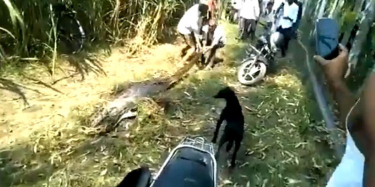 Python that swallowed deer, dies after being dragged by villagers