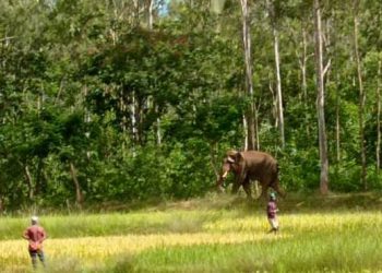 2 killed in two separate man-elephant conflicts in Odisha