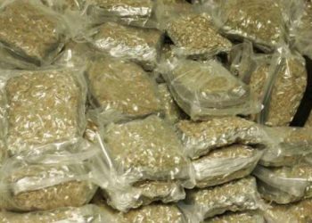 20 kg ganja seized, one held