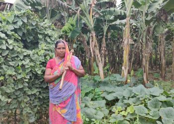 Angul widow engaged in farming suffers huge losses due to COVID-19 lockdown, seeks government help