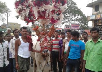 Bhuban’s world famous ‘Bullock Festival’ gets green signal; to be observed with COVID-19 guidelines