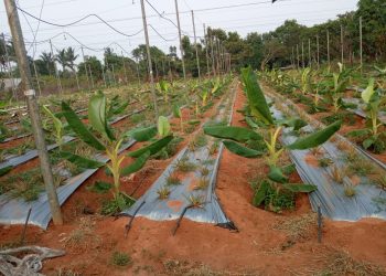 A horticulture farm at Ekamra Kanan in Bhubaneswar