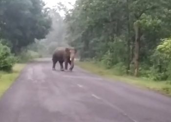 Elephants keep Champua on edge