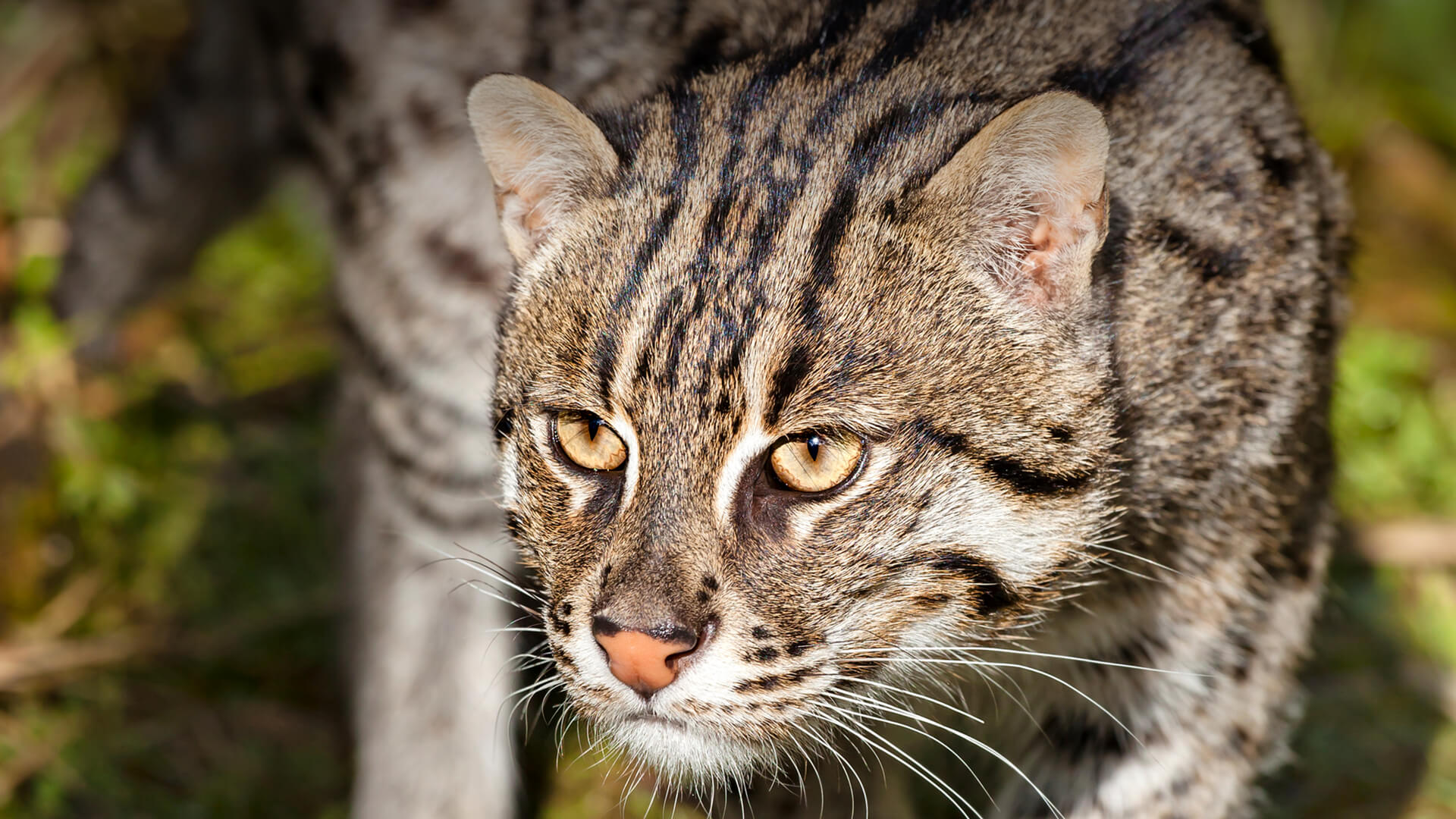 Fishing cat now ambassador of Chilika lagoon OrissaPOST