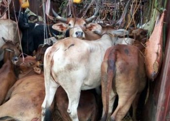 Four cattle injured as van illegally trafficking them overturns in Bhadrak