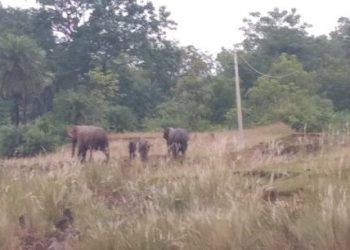 Jumbos on damaging spree in Bangiriposi