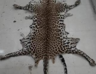 Leopard skin seized in Sonepur, smuggler arrested