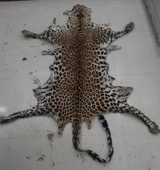 Leopard skin seized in Sonepur, smuggler arrested