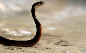 Odisha: Two die from snakebites