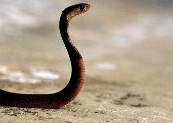 Odisha: Two die from snakebites