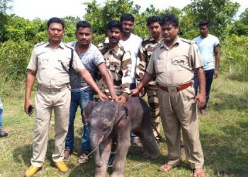 Mother jumbo allows forest department employees to rescue calf trapped in drain in Odisha