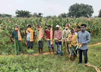 Nuapada maize growers pest-ered