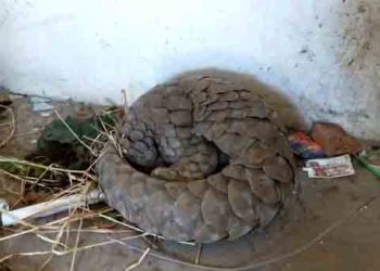 STF rescues pangolin from Sonepur, two smugglers arrested 