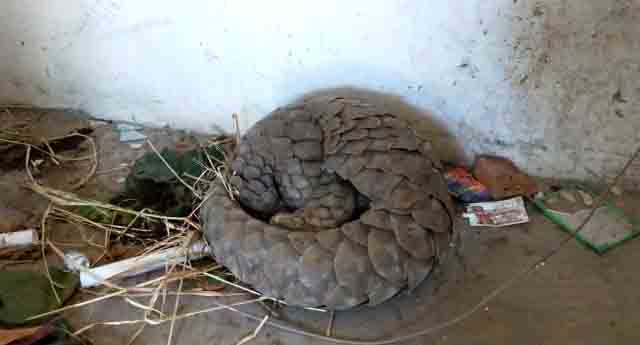 STF rescues pangolin from Sonepur, two smugglers arrested 