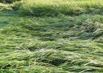 Thunderstorm damages cultivation in Sambalpur