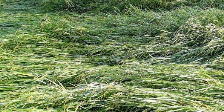 Thunderstorm damages cultivation in Sambalpur