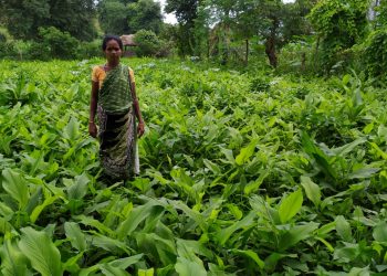 Turmeric farming empowers women in Swabhiman Anchal