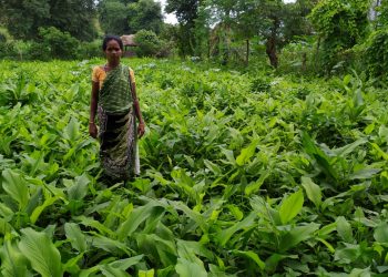 Turmeric farming empowers women in Swabhiman Anchal