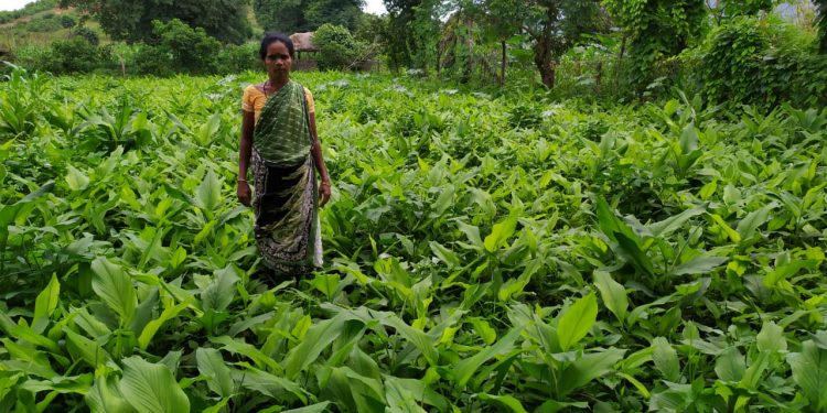 Turmeric farming empowers women in Swabhiman Anchal