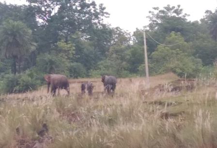 Tusker tramples farmer to death in Angul district