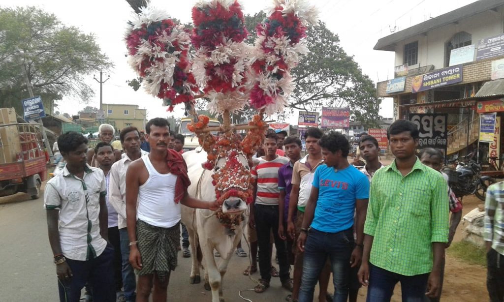 Uncertainty looms large on world famous bullock festival in Dhenkanal district’s Bhuban
