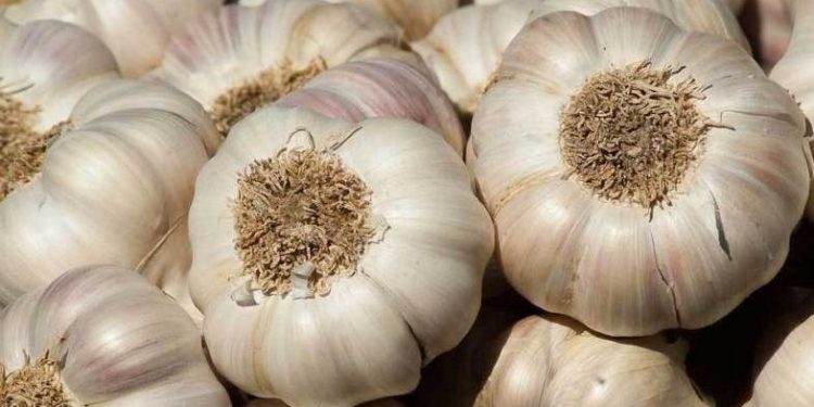 Want to strengthen immune system Add garlic cloves to your diet