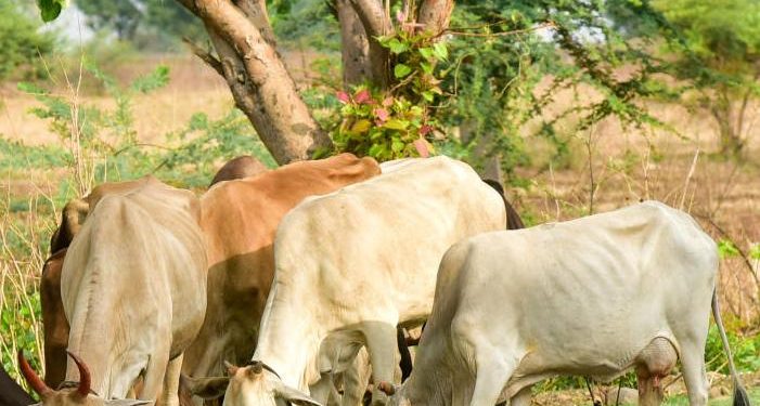 Weird! Bolangir family ostracised as neighbour's cow devours crops in their farmland