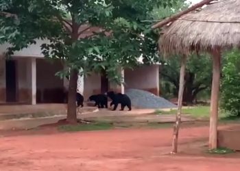 Wild bears visit this place every evening to eat prasad  