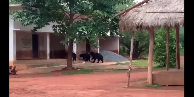 Wild bears visit this place every evening to eat prasad  