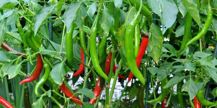 Eat chili and get rid of these deadly diseases