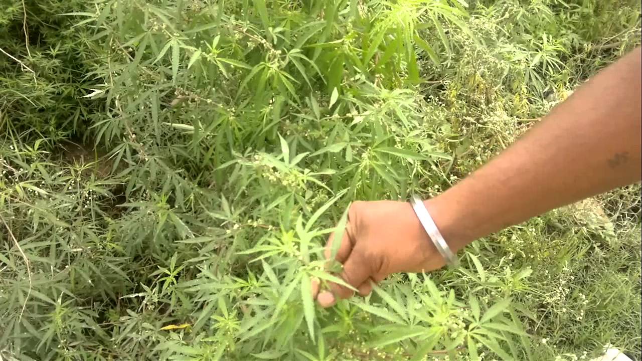 Ganja cultivation rampant on Baitarani riverbanks in Jajpur - OrissaPOST