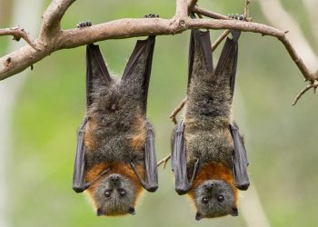 This is why bats hang upside down all-day long