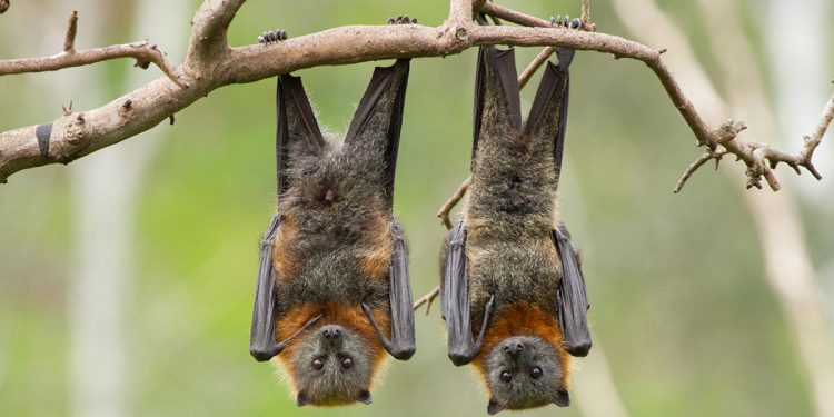 This is why bats hang upside down all-day long