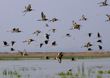 Birds in Chilika
