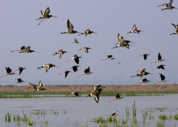 2 poachers arrested for alleged hunting of migratory birds in Chilika