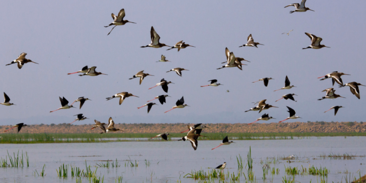 2 poachers arrested for alleged hunting of migratory birds in Chilika