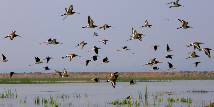 Birds in Chilika