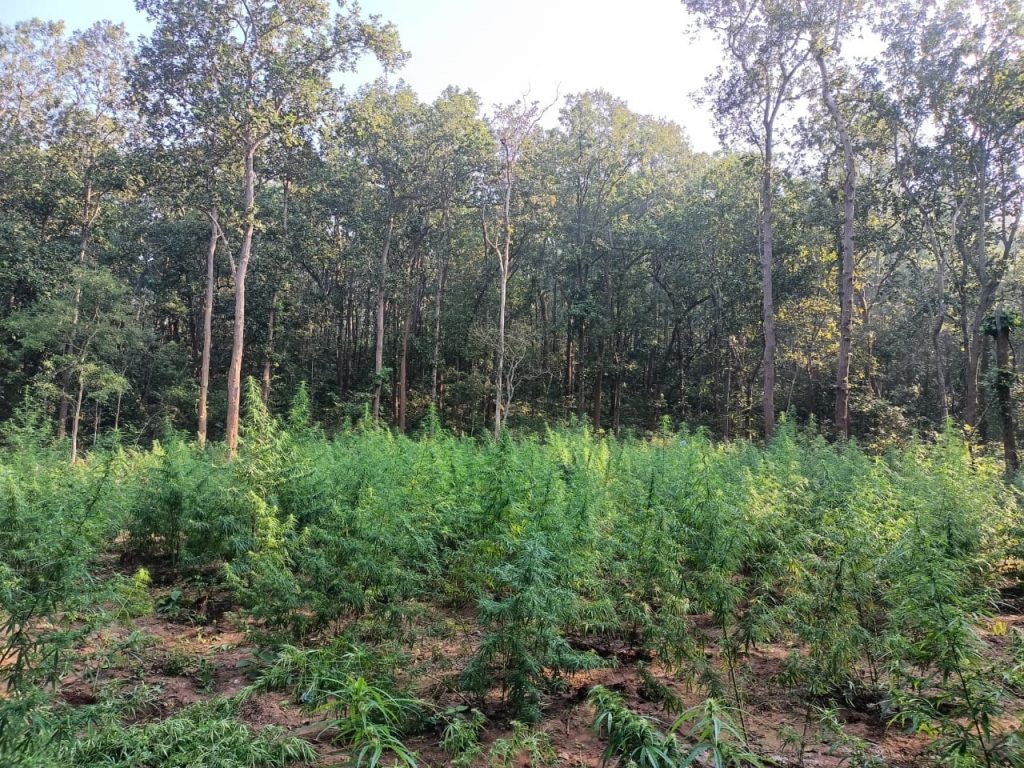 Angul Police, forest, excise officials fail to curb increasing ganja menace